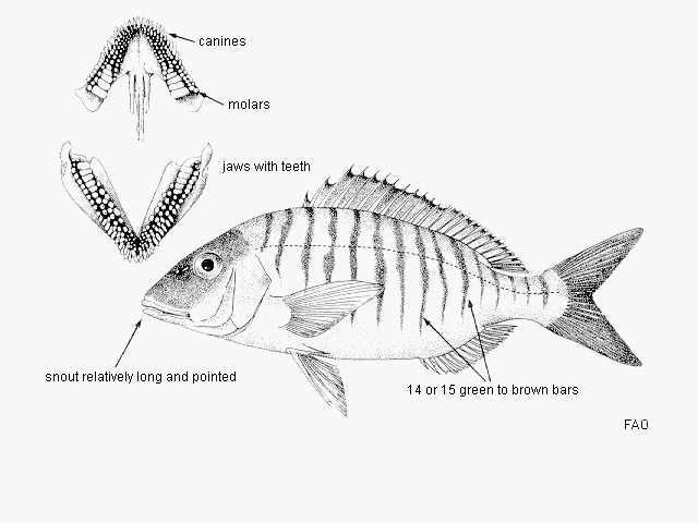 Lithognathus mormyrus (Linnaeus, 1758)